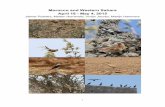 Morocco and Western Sahara April 18 ­ May 4, 2015 · PDF fileMorocco and Western Sahara April 18 ­ May 4, 2015 ... En route from Marrakech, we saw a ‘Moroccan’ Magpie (ssp. mauretanica