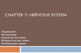 Chapter 7: Nervous System - Newcastle  · PDF fileCHAPTER 7: NERVOUS SYSTEM ... Electrochemical event! ... Skeletal muscle activity, balance, equilibrium