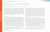 Evolution The evolution of the cytoskeleton - JCBjcb.rupress.org/content/jcb/194/4/513.full.pdf · The evolution of the cytoskeleton • Wickstead and Gull 515 (Jenkins et al., 2002).