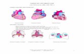 CARDIOLOGY FOR PRIMARY CARE Lois E - … FOR PRIMARY CARE Lois E Brenneman, MSN, ANP, ... aorta and L ventricle ... called the incisura or dicrotic notch , ...