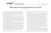 VI Mycobacterial Infections of Fish - Texas A&M Universityfisheries.tamu.edu/files/2013/09/SRAC-Publication-No...Organisms associated with mycobacteriosis in fish Historically, three