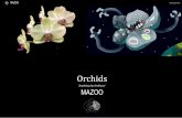 Mazoo 'Anything but Ordinary' Orchid Project fileMAZOO MAZOO eleanorgatestuart ‘Anything but Ordinary’ Project Orchid Team: Prof Eleanor Gates-Stuart, Kai-Hsing Hung (Jimmy), Hsiang-Hsi