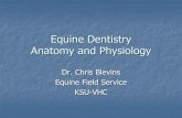 Equine Dentistry Anatomy and Physiology - GPVECgpvec.unl.edu/elective_files/Equine Dentistry/Lect 2...Anatomy Pulp Connective tissue Blood vessels Nerves Predentin odontoblast---dental