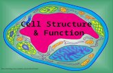 [PPT]Cell Structure & Function - OMS Science Mrs. Williams ...overhillsscience.pbworks.com/w/file/fetch/73728374/Cell... · Web viewCell Structure & Function * * * * * * * * * * *