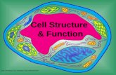 [PPT]Cell Structure & Function - Mrs. Murray's Honors …murraybiology.weebly.com/.../cell_structure_function.ppt · Web viewCell Structure & Function Cell Theory All living things