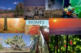 BIOMES - Online Resourceslifewithproctor.weebly.com/uploads/1/3/1/1/13112788/biomes... · Categories of Biome Primary Biomes ... Latitudes Define Some Biomes Latitude refers to the