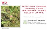 APPLE SNAIL (Pomacea maculata): A NEW INVADING · PDF fileAPPLE SNAIL (Pomacea maculata): A NEW INVADING PEST IN RICE FIELDS IN EUROPE International Temperate ... • For chemical