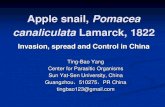 Apple snail, Pomacea canaliculata Lamarck, 1822 - Yang Angio Workshop.pdf · PDF fileApple snail, Pomacea canaliculata Lamarck, 1822 ... Apple snail (golden apple snail in Taiwan),