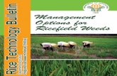 Rice Technology Bulletin Series - · PDF fileNo. 33 Management Options for the Golden Apple Snail ... control in the first ... For transplanted rice in irrigated lowlands, flood the