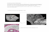 Female Reproductive Physiology Worksheet - Wiley: · PDF fileFemale Reproductive Physiology Directions: Go to Real Anatomy and select Reproductive. Find the appropriate images to use