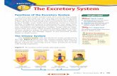 424-S2-MSS05 8/19/04 7:58 PM Page 101 The Excretory Systemmisssimpson.com/human-body/excretion-q26a.pdf · Figure 9 The excretory system includes other body systems. ... see that