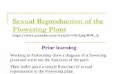 Sexual Reproduction of the Flowering Plantcncscience.weebly.com/.../1/2/2/0/12203510/sexual_rep… ·  · 2016-11-22reproduction in the Flowering plant . ... fertilisation. ... Outline