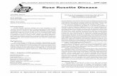 Rose Rosette Disease - DocuSharepods.dasnr.okstate.edu/docushare/dsweb/Get/Document-9207/EPP-73… · Rose rosette disease (RRD) was first identified in the 1940s in the Rocky Mountains.
