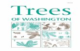 Trees of Washington (PDF) - cru.cahe.wsu.educru.cahe.wsu.edu/CEPublications/eb0440/eb0440.pdf · Washington is a forested state, ... Washington State University* ... edition conform