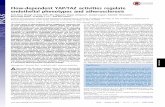 Flow-dependent YAP/TAZ activities regulate endothelial ... · PDF fileFlow-dependent YAP/TAZ activities regulate endothelial phenotypes and atherosclerosis Kuei-Chun Wanga, Yi-Ting