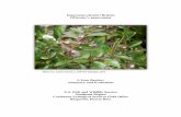 Peperomia wheeleri Britton - U.S. Fish and Wildlife … two of the four known natural populations of Wheeler’s peperomia in Puerto Rico are protected as they are located within lands