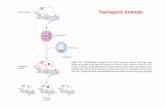 Transgenic Animals - ftp. · PDF fileKnock out of pig genes -1.3 galactosyltransferase avoid immunogenic ... Transgenic lines can be established from these founder transgenic animals