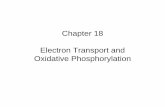 Chapter 18Chapter 18 Electron Transport and Oxidative ...faculty.ycp.edu/~jthompso/BiochemistryII 2010/4-27-10 big slides.pdf · The electron transport Chain is UNI-directional System
