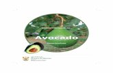 Avocado prod.guideline A4 - Department of Agriculture ...nda.agric.za/docs/Brochures/Avocado_prod.pdf · Avocado was commercialised through the work of pioneers such as Dr ... ovoid