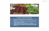 Greenhouse Lettuce and Herb Production - Horticultural ...hos.ufl.edu/protectedag/pdf/GHLettuceHerbProdSAHA08.pdf · Greenhouse Lettuce and Herb Production ... 18 plants/m2density: