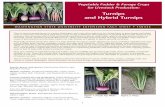 Turnips and Hybrid Turnips - Washington State …cru.cahe.wsu.edu/CEPublications/FS033E/FS033E.pdf1 Vegetable Fodder & Forage Crops for Livestock Production: Turnips and Hybrid Turnips