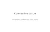 [PPT]Connective tissue - · Web viewErythrocytes, Leukocytes, platelets. Pg 62 in lab book. Skeletal muscle. Pg 63 in lab book. Cardiac muscle. Pg 64 in lab book. Smooth muscle. Pg