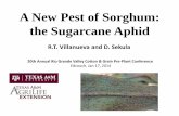 A New Pest of Sorghum: the Sugarcane Aphidhidalgo.agrilife.org/files/2014/02/New-Aphid-Pest.pdf · A New Pest of Sorghum: the Sugarcane Aphid R.T. Villanueva and D. Sekula ... Exponential