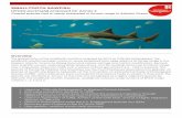 SPAW- Small-tooth sawfish factsheet-v9 maartsaveoursharks.nl/wp-content/uploads/2017/03/SPAW-Small...highly migratory under UNCLOS and in Annex I of the Convention of Migratory Species