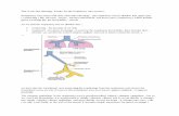 This is the first histology lecture for the respiratory ...msg2018.weebly.com/.../sheet_1_-_histology_rs.pdf · This is the first histology lecture for the respiratory tract system