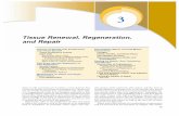 Tissue Renewal, Regeneration, and Repair · PDF fileT1 3 Tissue Renewal, Regeneration, and Repair Control of Normal Cell Proliferation and Tissue Growth Tissue Proliferative Activity