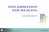INFLAMMATION AND HEALING - Cat's TCM Notescatstcmnotes.com/downloads/Pathophysiology/Microbiology/Class 2...inflammation and healing chapter 20. 1/13/2008 2 dr. mandyam inflammation