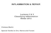 INFLAMMATION & REPAIRpeople.upei.ca/hanna/Inflam2-3/Inflam-L2&3-2013.pdf · i. Inflammation: Introduction and generalities (lecture 1, pp.1-2) ii. Classification of inflammation (lectures