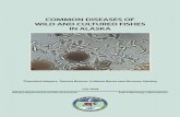 Common Diseases of Wild and Cultured Fishes in Alaska · PDF fileCommon Diseases of WilD anD CultureD fishes in alaska ... Outreach Program which was initiated and funded by the Yukon