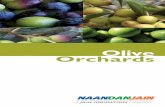 Olive Orchards - NaanDan · PDF fileolive oil, produced from 12 million tons of olives. Total olive-growing area is estimated at 7.5 million hectares. Because of the growing demand