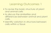 Learning Outcomes 1 - Miss Hanson's Biology …hansonbiology.weebly.com/uploads/1/7/7/8/17781999/cell...Learning Outcomes 1 •To revise the basic structure of plant and animal cells