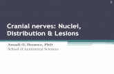 Cranial nerves: Nuclei, Distribution & Lesionsanatomical-sciences.health.wits.ac.za/gross-anat/Cranial nerves.pdfCranial nerves: Nuclei, Distribution & Lesions Amadi O. Ihunwo, PhD