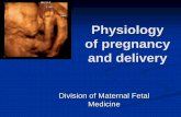 Physiology of pregnancy - University of Pennsylvania ... understand an overview of the physiology of pregnancy and delivery . ... Reduced exercise tolerance ... Endogenous creatinine