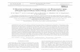 Ultrastructural comparison of Bonamia spp. (Haplosporidia ... · PDF fileBonamia spp., of the Phylum Haplosporidia, are ob - ligate intrahaemocytic protistan parasites, primarily ...