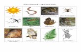 Giant Barred Frog Food Web - Dorroughby …Owl& Ground&Fern& Grasshopper& & Title Microsoft Word - Giant Barred Frog Food Web.docx Author Hannah Rice-Hayes Created Date 20130906043544Z