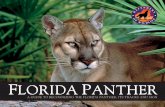 FLORIDA PANTHER - Defenders of Wildlife 4. The Florida panther is a solitary animal and prefers to inhabit wilderness areas away from people and development. T he Florida panther has