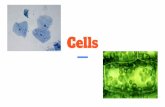 Cells - Dawn  · PDF fileThe invention of the microscope was pivotal ... Animal vs Plant Cell. Animal vs Plant Cell Round Heterotrophs Small vacuoles Have centrioles