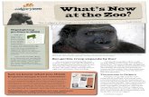 gorillas in 2009 2009 - Calgary Zoo: Calgary’s Top Tourist ... \n r f? Zoo gorilla troop expands by four The zoo’s western lowland gorilla troop is about to double in size with