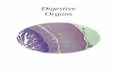 Digestive Organs - Histology on the Flyhistologyonthefly.com/pdfs/Digestive_Organs10.pdf · •Function o Propel digestive products to the esophagus o Formation of speech o Sensation