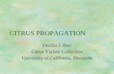 CITRUS PROPAGATION - University of California, Riversidemg.ucr.edu/Citrus_Propagation.pdf · Seed Advantages zmost citrus has seed zmost citrus is polyembryonic and will come true