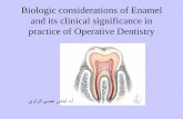 Biologic considerations of Enamel and its clinical … stage...Morphologic & Histological review Enamel provides a hard, durable shape for the functions of teeth and a protective cap