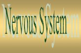 Nervous System Function: It regulates and coordinates  · PDF fileFunction: It regulates and coordinates many of ... sense organs to the CNS. ... females and may account for their