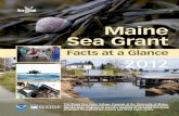 Maine Sea Grant organizations in creating preferred ... Downeast Maine $73,204. Maine Sea Grant, ... Biodegradable transplant grids for efficient eelgrass restoration.