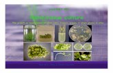 Plant tissue culture 451 CSS/HRT 451 Plant tissue culture The growth or maintenance of plant cells, tissues, organs or whole plants in vitro Guo-qing Song & David Douches