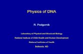Physics of DNAcm.physics.tamu.edu/cmseminars/cm_talks/2004_09_29_Podgornik_R.… · Physics of DNA R. Podgornik ... • Fundamental paper by Gulbrand, Jonsson, Wennerstrom and Linse