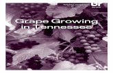 Grape Growing in Tennessee · PDF fileFrench-American hybrid varieties are crosses between Eu- ... Shade will cause plants to become ... Grape Growing in Tennessee